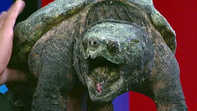 'Turtleman' catches snapping turtles with bare hands