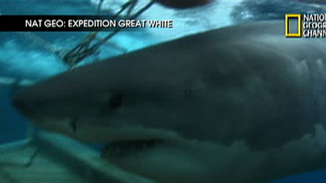 'Expedition Great White'
