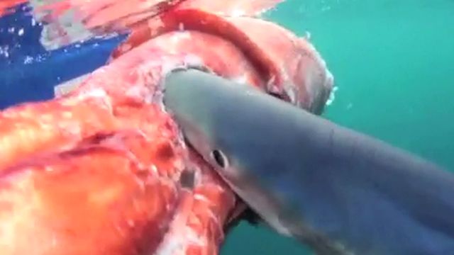 Blue shark devours giant squid