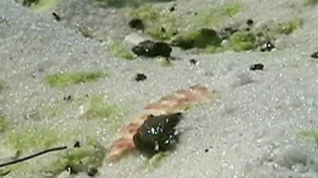 Oil Spill Reaches Florida 