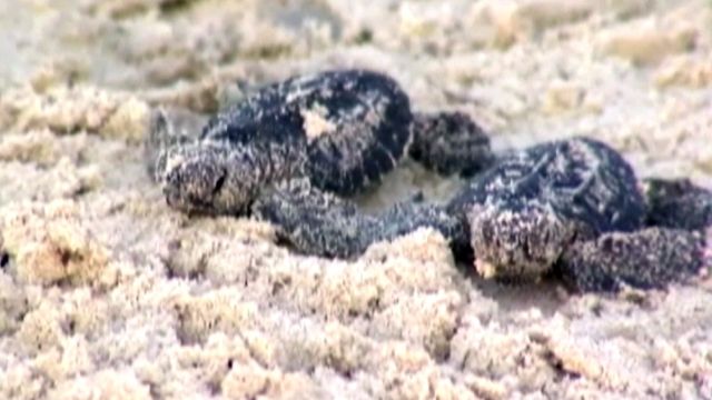 Sea turtle hatchlings released to the wild 