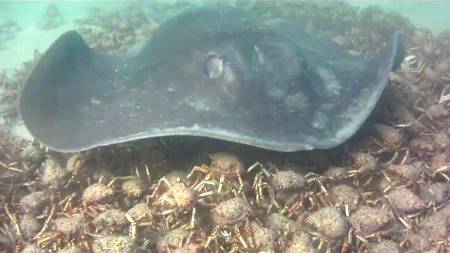 Giant manta ray swallows up spider crabs