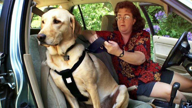 Buckle up your pet or pay up?
