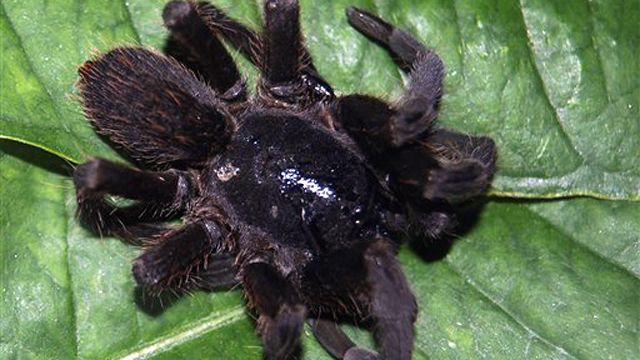 New biting spider causes panic in northeast India