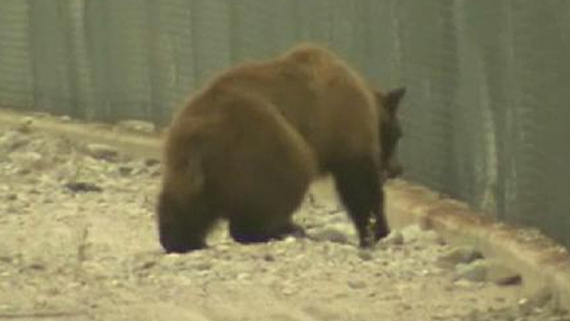 Bear Backs Up Freeway Traffic