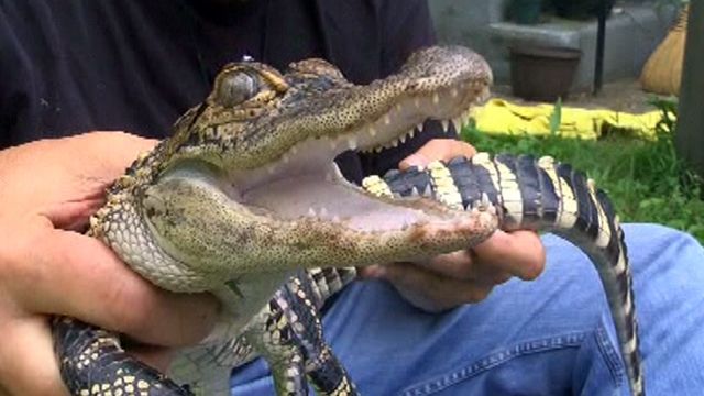 Three-foot alligator captured in South Jersey