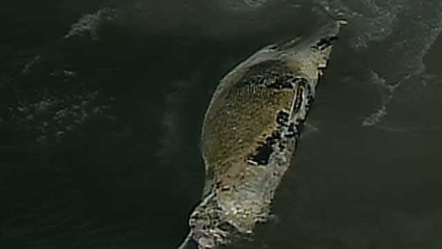 Dead Whale on Long Island Beach