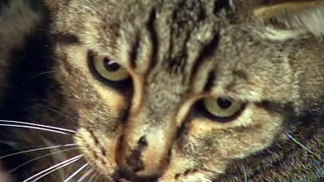 Teens Arrested for Shooting Dozens of Cats