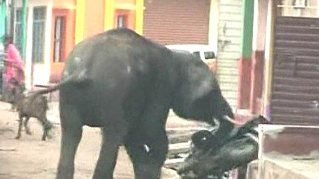 Wild Elephants Go on Deadly Rampage