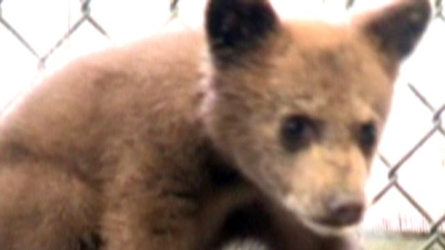 Across America: Baby black bears for sale?