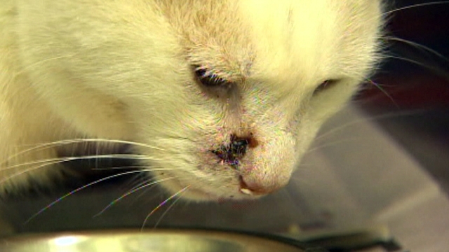 8 Lives Left: Kitty Survives Crossbow