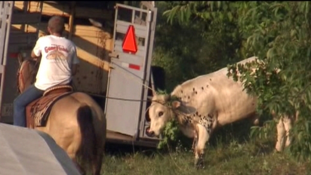 Cattle Cause Chaos on Interstate
