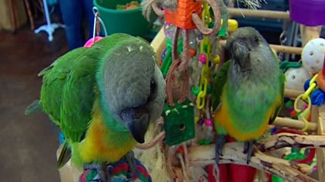 Baby parrots stolen from pet store in Arizona