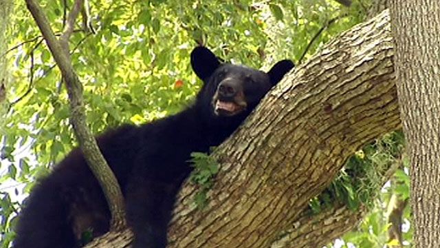 Black bear closes museum in Florida