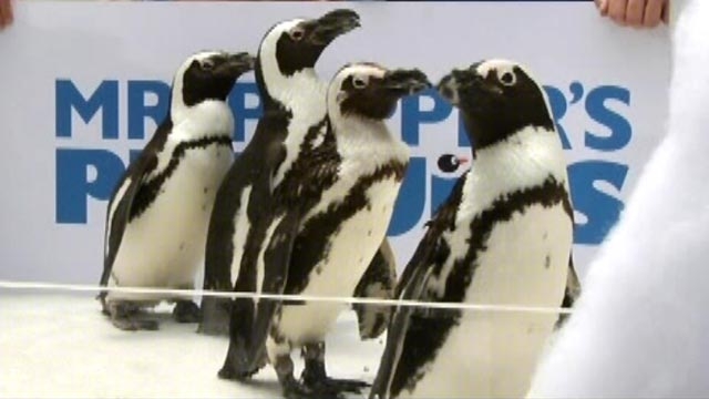 Hollywood Nation: Special Guests at 'Penguins' Premier