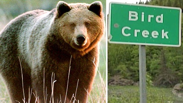 Desperate 911 call: 'I was mauled by a brown bear'