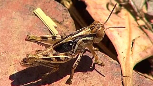 Grasshopper invasion has Sacramento residents bugging out