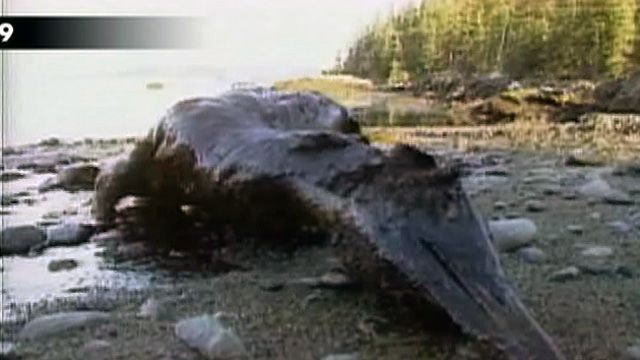 Lessons From Exxon Valdez Disaster
