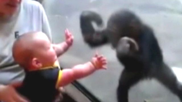 Monkey-see, monkey-do: Chimp plays with baby