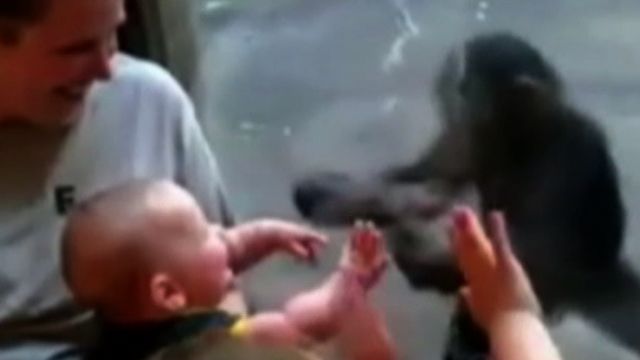 Amazing Video: Chimp Befriends Infant