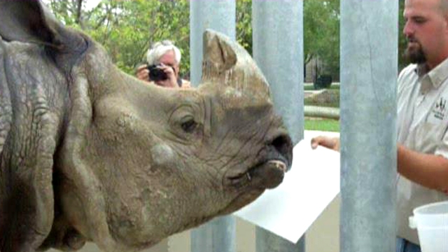 Wild America: Rhino Rembrandt