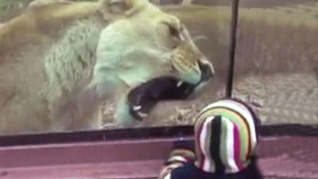 Lion Tries to Eat Child at Zoo