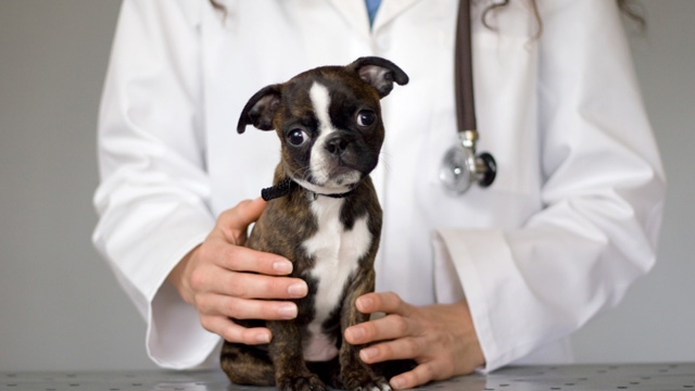 Is Your Pet Healthy Enough?
