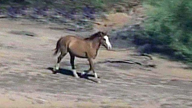 Horse bolts for freedom, runs wild for hours 