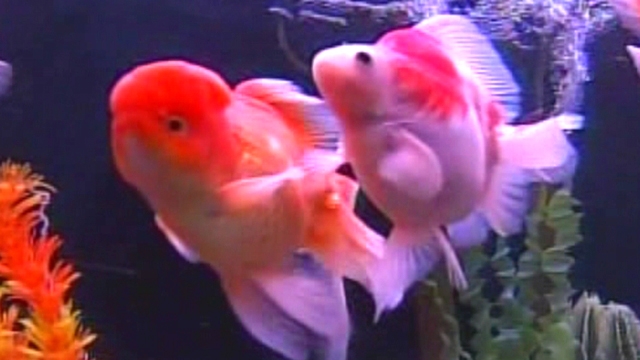 Ban on Goldfish in San Francisco?