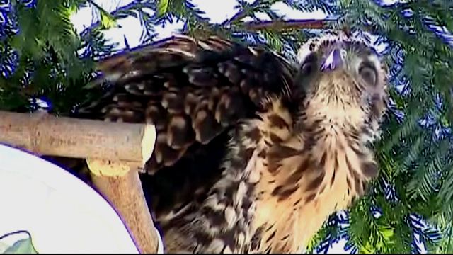 Baby red tailed hawk rescued after falling from nest