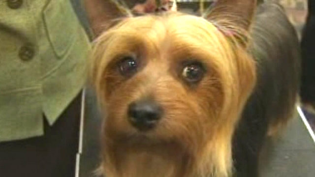 Silky Terrier Saved from Watery Grave
