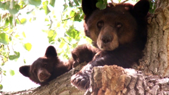 Mother Bear and Cubs Surprise Residents Near Busy Park