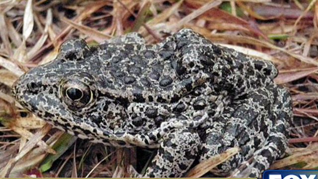 Frog fight: Landowner disputes frog habitat on his land