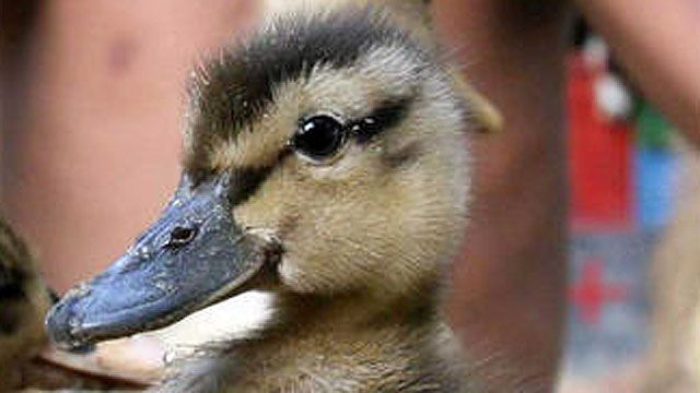 Baby duck saved by cell phone app