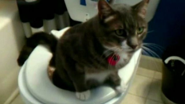 Teach your cat how to use the toilet
