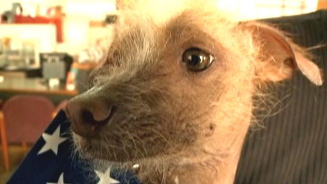 Ugly dogs to compete for dubious title