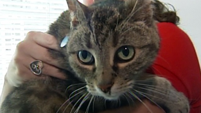 Cat Survives 14-Story Fall