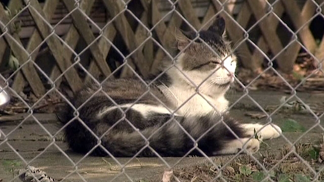 Cat Killer Terrorizes Tennessee Trailer Park?