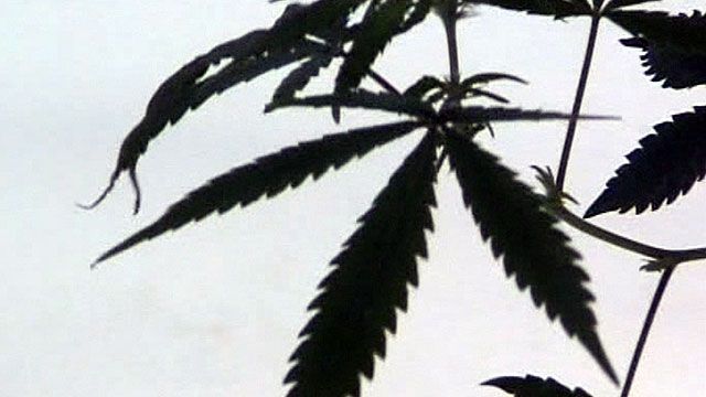 Marijuana headed for legalization in Texas?