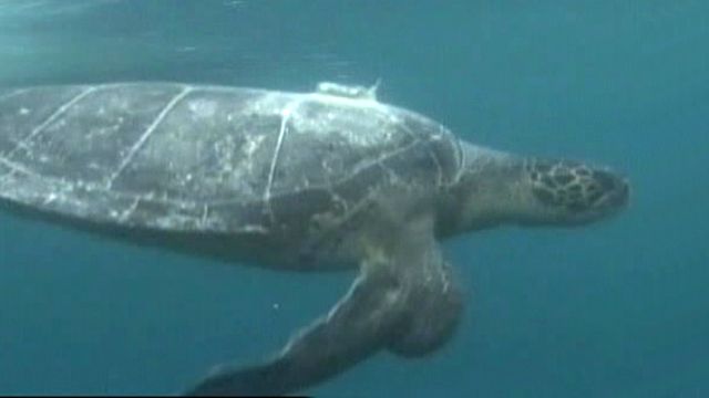 Rescued Sea Turtle Released Back Into the Wild