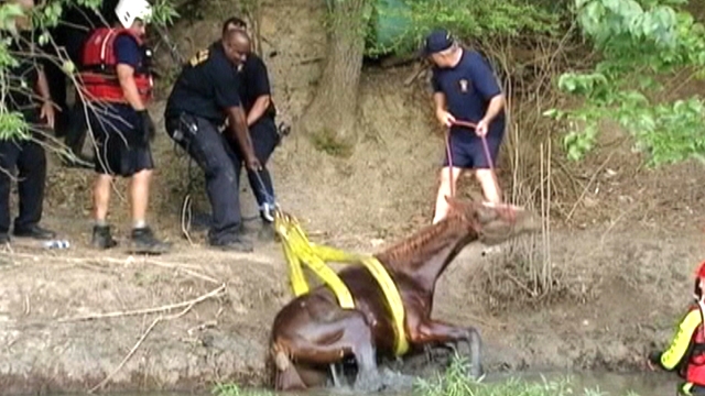 Horse Rescued From Creek