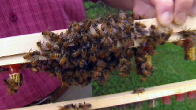 Business Of Busy Bees Fox News Video