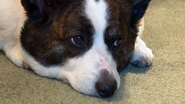 Pennsylvania dog saves woman’s life