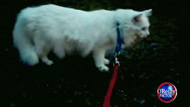 Should Cats Be on Leashes?