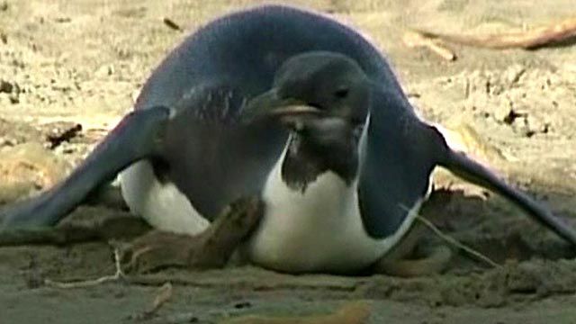 Wayward Penguin's Health Scare