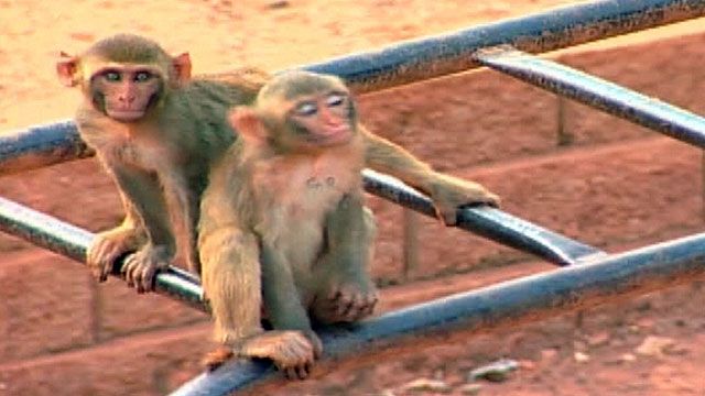 Monkey Escapes From Georgia Research Lab