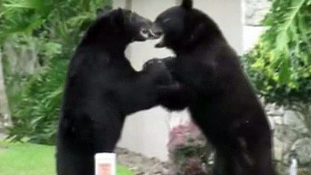 Black bear brawl caught on tape