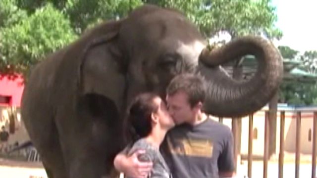Elephant helps in wild wedding proposal