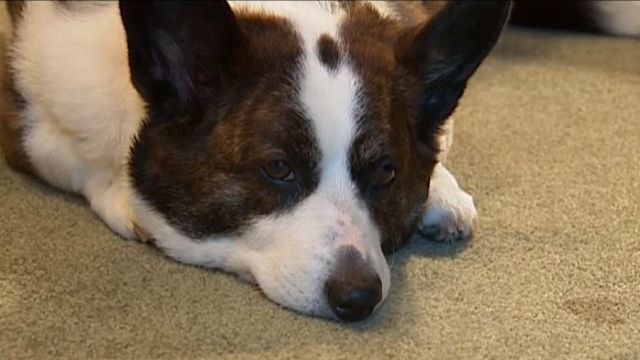 Hero dog saves woman in distress