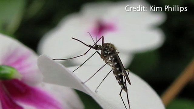 Will mild winter cause boom in bug population?